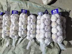 الثوم الأبيض العادي