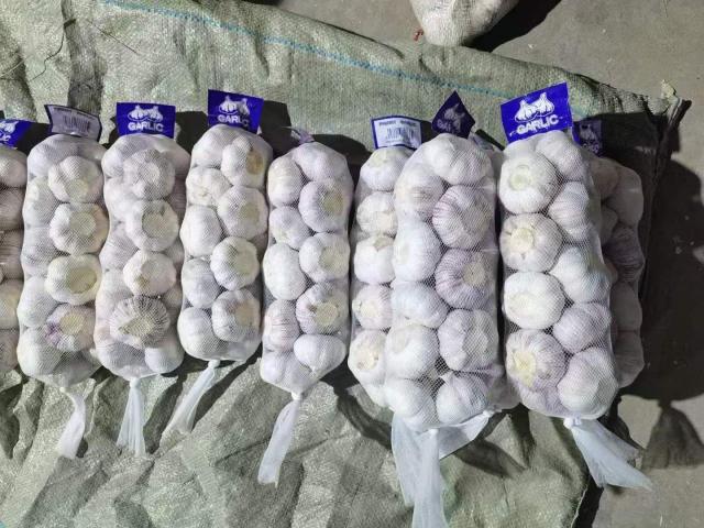 الثوم الأبيض العادي