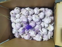 الثوم الأبيض العادي