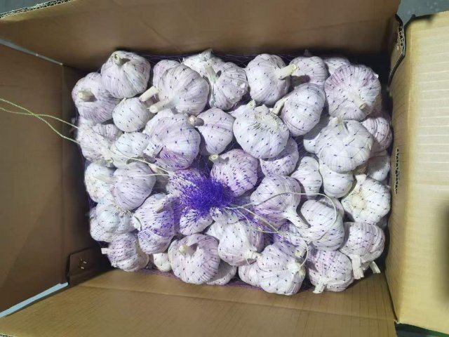 الثوم الأبيض العادي