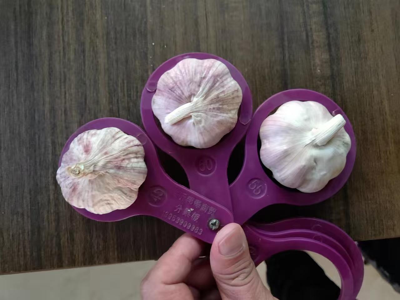 الثوم الأبيض العادي