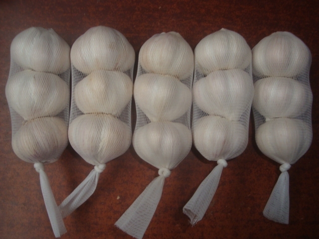 Ail blanc normal