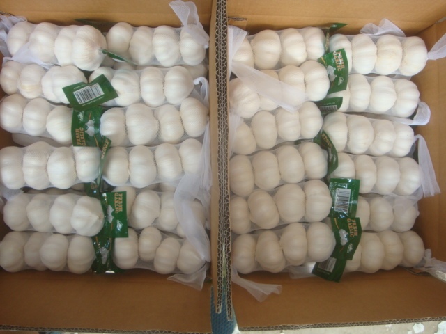Fresh Pure White Garlic