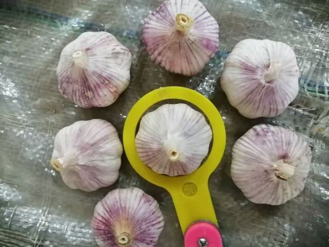 الثوم الأبيض العادي