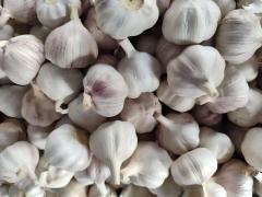 ثوم أبيض عادي طازج