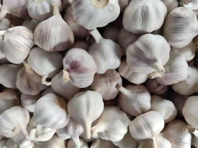 ثوم أبيض عادي طازج