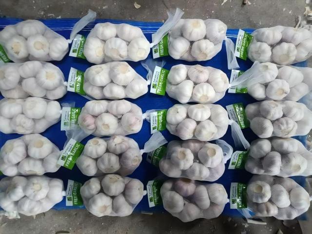 Ajo blanco normal fresco