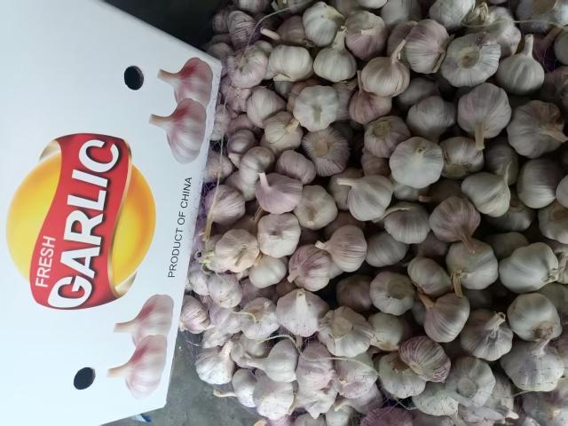 ثوم أبيض عادي طازج