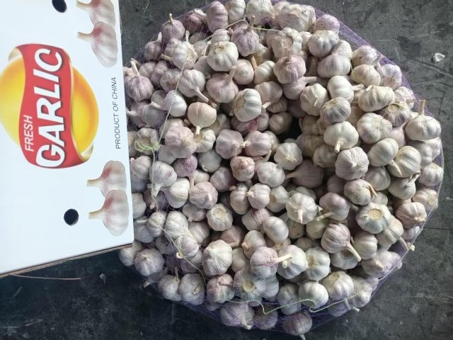 Ail blanc frais normal