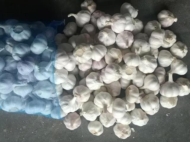 ثوم أبيض عادي طازج