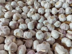 Ail blanc frais normal