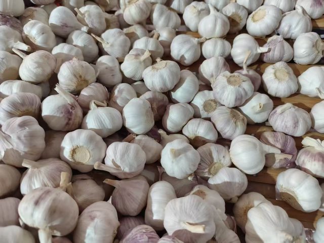 Ail blanc frais normal