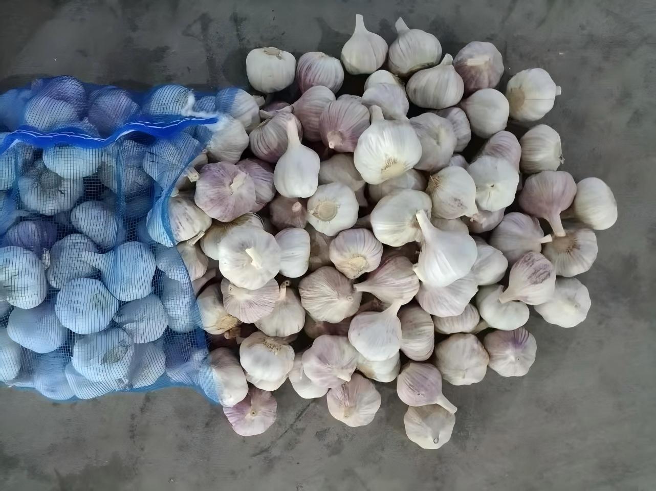Ail blanc frais normal