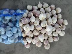 Ajo blanco normal fresco