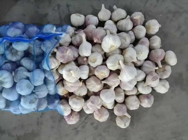 Ajo blanco normal fresco