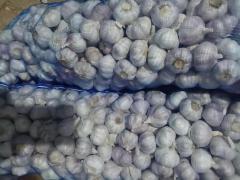 Ail blanc frais normal