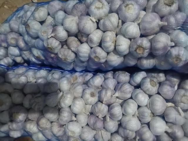 Ail blanc frais normal