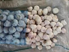 Ail blanc frais normal