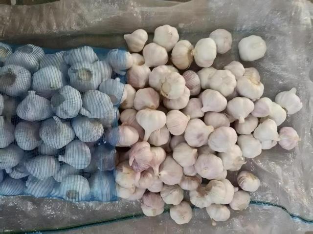 Ail blanc frais normal