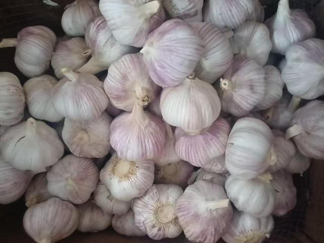 Fresh Normal White Garlic