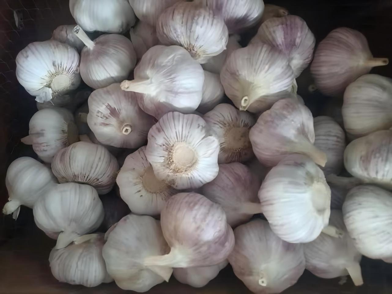 ثوم أبيض عادي طازج