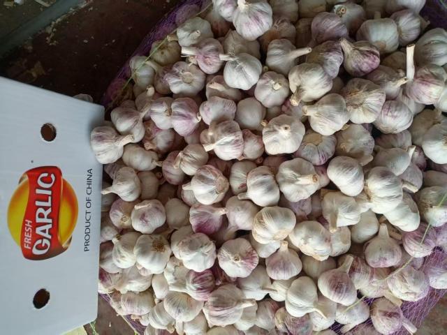 Fresh Normal White Garlic