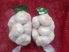 Ail blanc frais normal