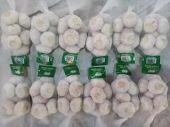 Ail blanc frais normal