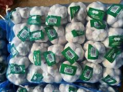 Fresh Normal White Garlic