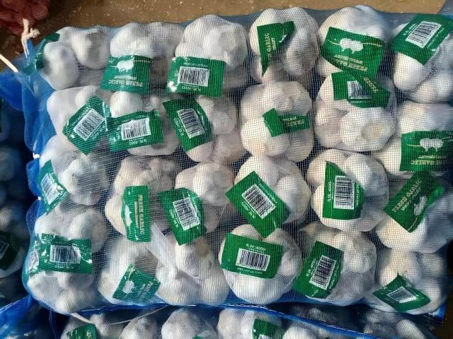 Fresh Normal White Garlic