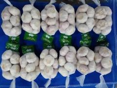 Ail blanc frais normal