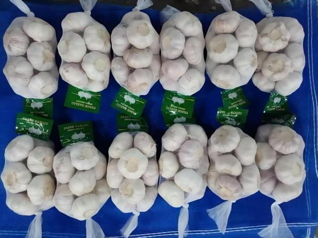 Ail blanc frais normal