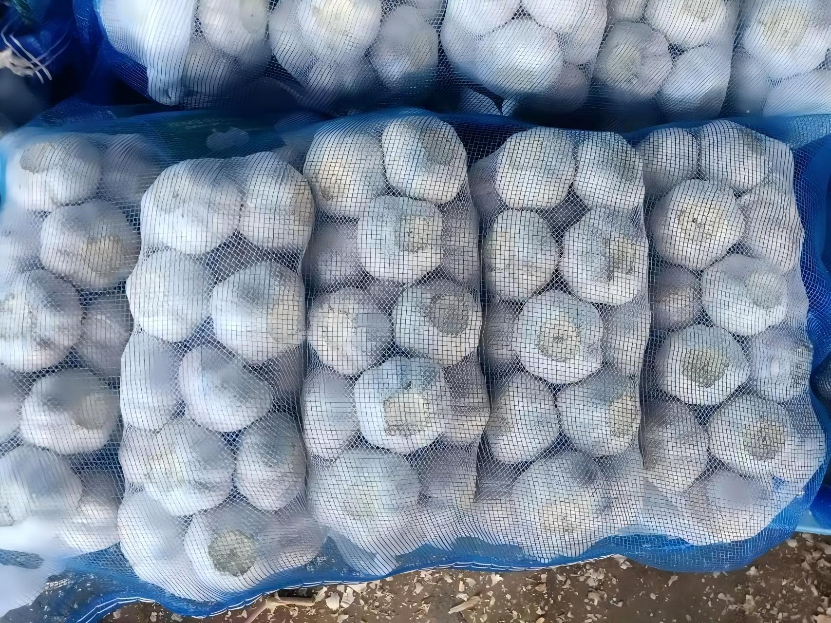 ثوم أبيض عادي طازج