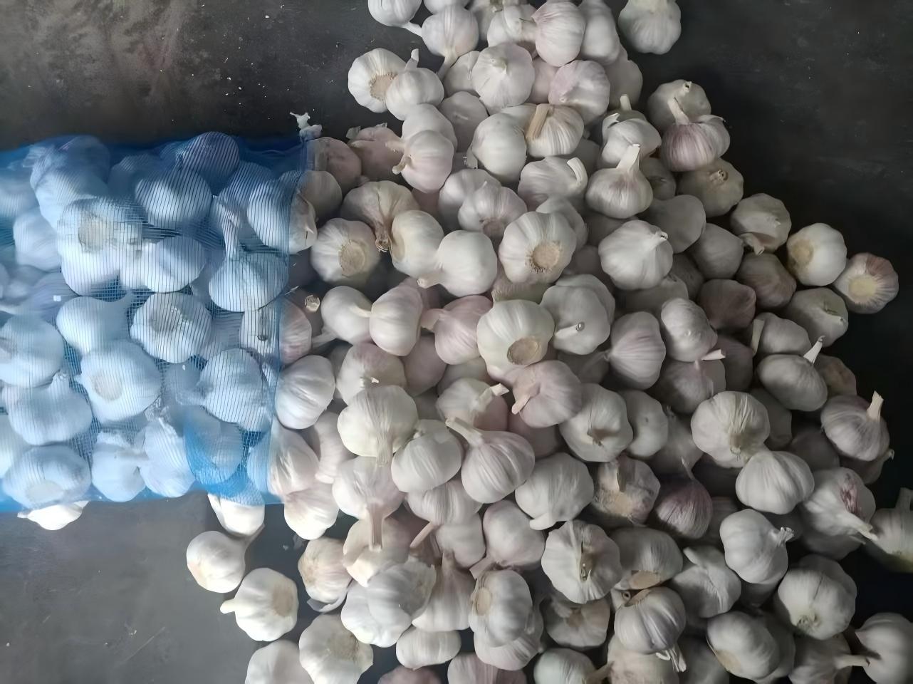 Ail blanc normal