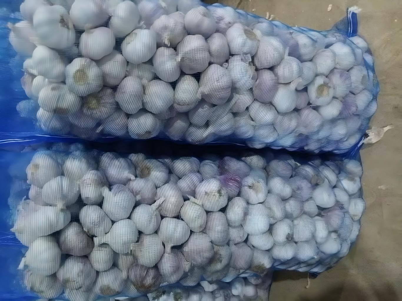 Ail blanc normal
