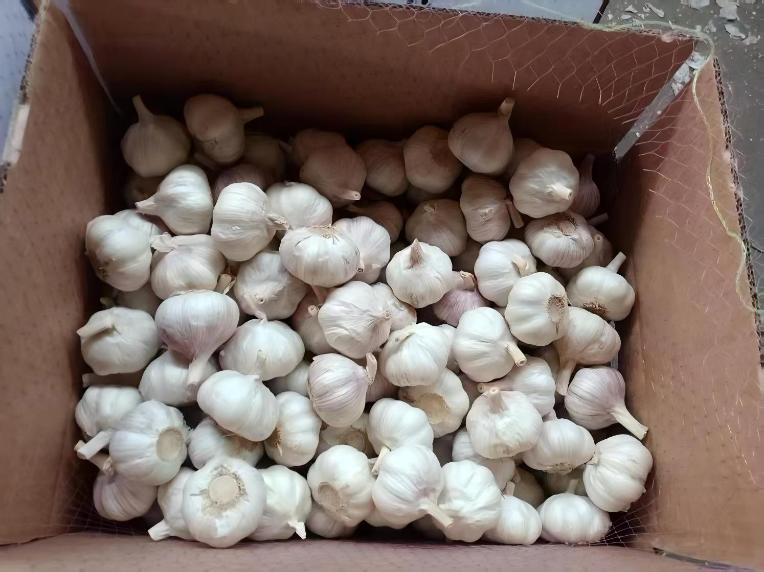 Ail blanc normal
