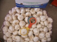 ثوم أبيض نقي طازج