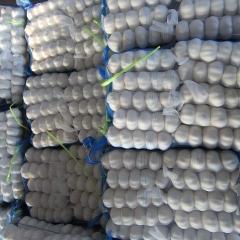 ثوم أبيض نقي طازج