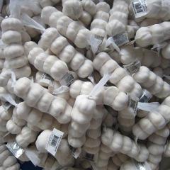 ثوم أبيض نقي طازج