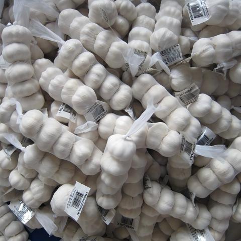 ثوم أبيض نقي طازج