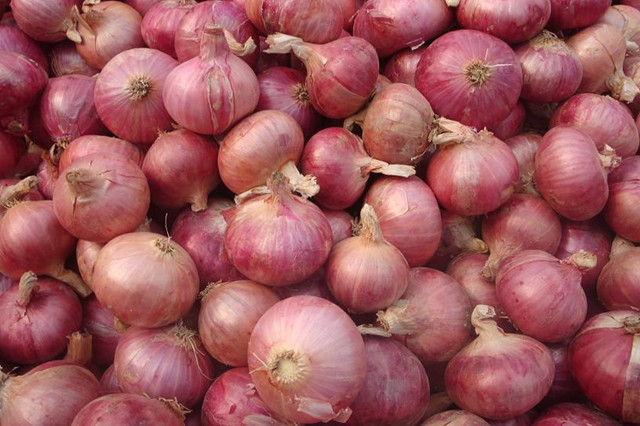Oignon rouge frais