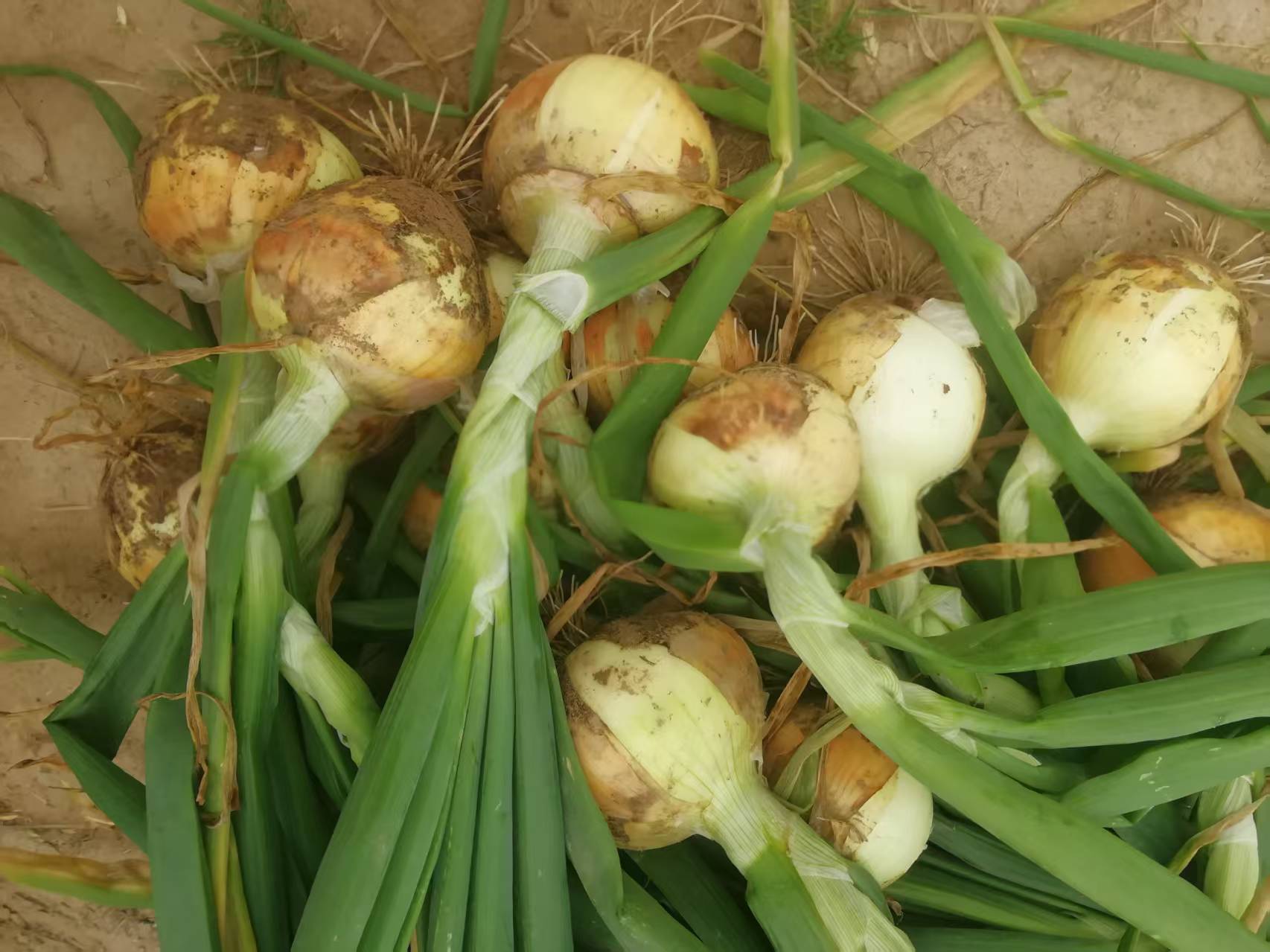 Fresh Yellow Onion