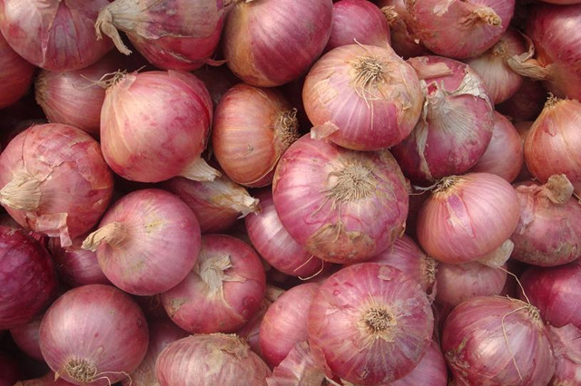Oignon rouge frais