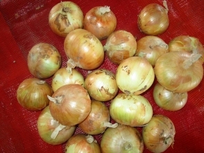 Fresh Yellow Onion