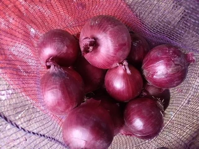 Oignon rouge frais