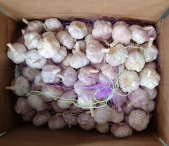 الثوم الأبيض العادي