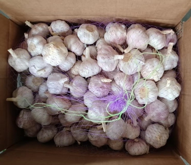 الثوم الأبيض العادي