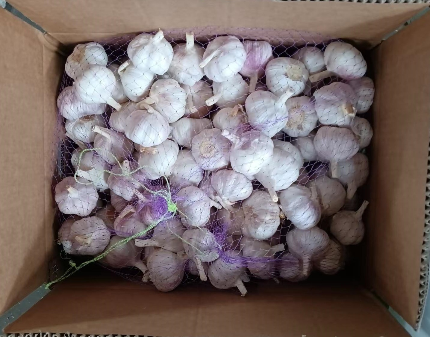 Ail blanc normal