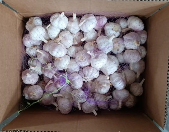 الثوم الأبيض العادي