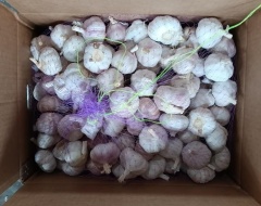 الثوم الأبيض العادي